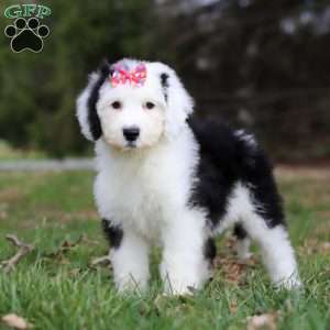 Sierra, Sheepadoodle Puppy
